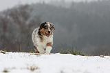 BERGER AUSTRALIEN PUPPIES 480